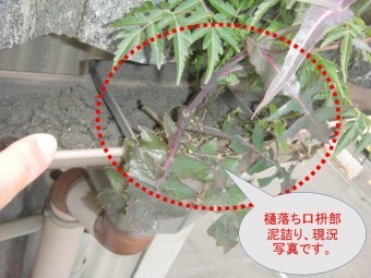 和泉市の雨樋詰まり状況