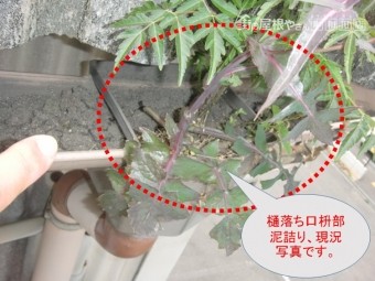 和泉市の雨樋詰まり状況