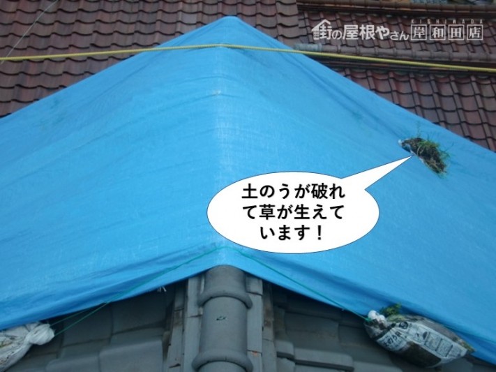 熊取町の屋根の土のうが破れて草が生えています
