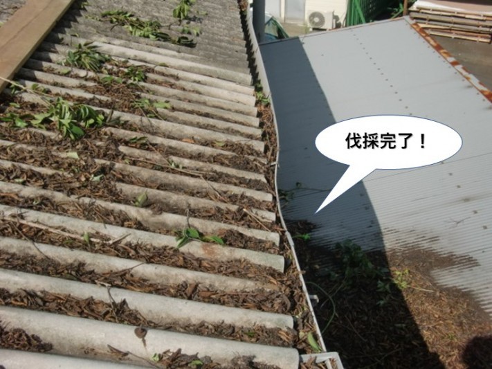 岸和田市の木の伐採完了