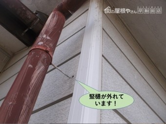 岸和田市の竪樋が外れています