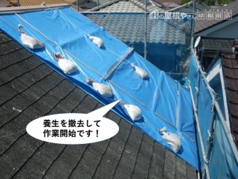 熊取町の屋根の養生を撤去して作業開始
