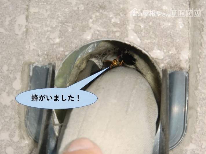 岸和田市の外壁の配管の穴の中にハチがいました!