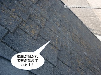 岸和田市の屋根の塗膜が剥がれて苔が生えています