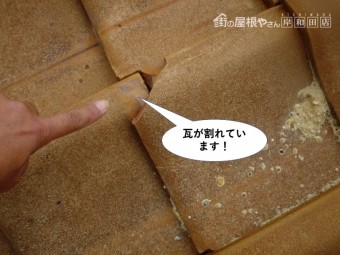 和泉市の瓦が割れています
