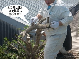 岸和田市の木の幹は重いので慎重に運びます