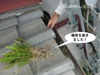泉大津市の雨樋の中の雑草を抜きました