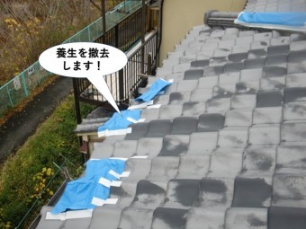 岸和田市の屋根の養生を撤去します