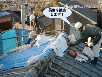 泉佐野市の屋根の養生を撤去します
