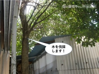 岸和田市の木を伐採します