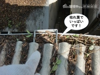 岸和田市の倉庫の雨樋が枯れ葉でいっぱいです