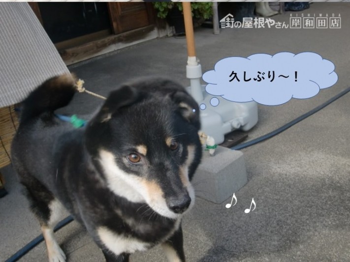 岸和田市の愛犬