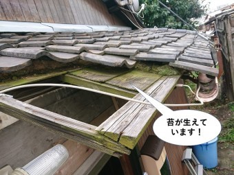 貝塚市の玄関屋根の下地に苔が生えてています