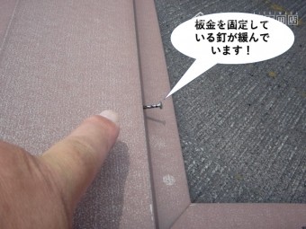 岸和田市の屋根の板金を固定している釘が緩んでいます