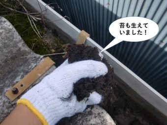 岸和田市の雨樋の中に苔も生えていました