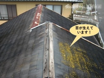 岸和田市の屋根に苔が生えています