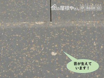 岸和田市の屋根に苔が生えています
