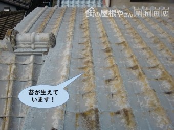 和泉市の屋根に苔が生えています