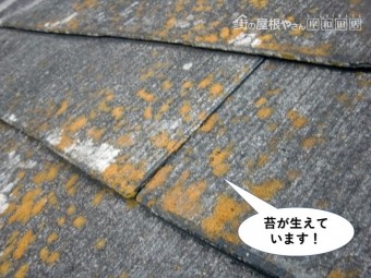 泉大津市の屋根に苔が生えています