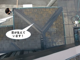 忠岡町の屋根に苔が生えています