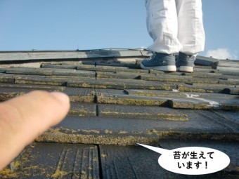 忠岡町の屋根に苔が生えています