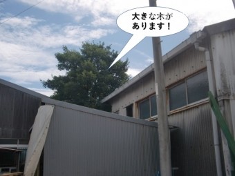 岸和田市の倉庫の横に大きな木があります