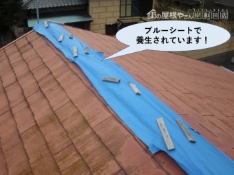 阪南市の棟をブルーシートで養生されています