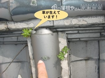 岸和田市の棟の隙間から草が生えています!