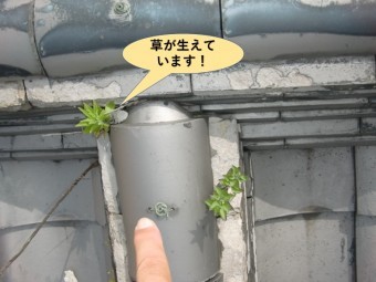 岸和田市の棟の隙間から草が生えています!