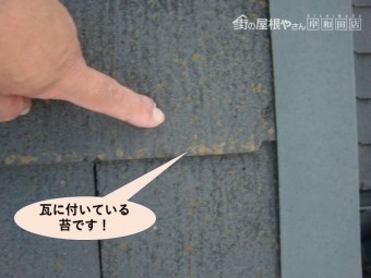 貝塚市の瓦に付いている苔