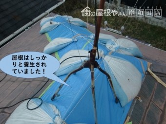 和泉市の屋根はしっかりと養生されていました