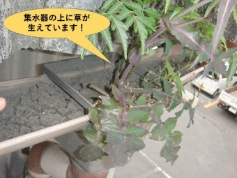和泉市の工場の集水器の上に草が生えています!
