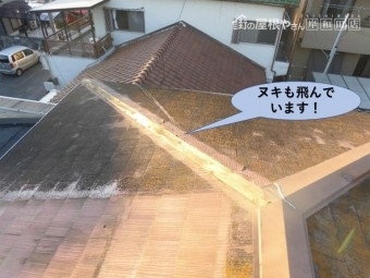 泉大津市の屋根のヌキも飛んでいます!