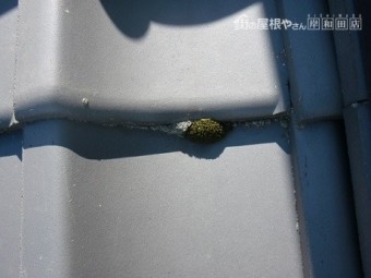 岸和田市天神山町の和瓦の葺替え工事の現地調査
