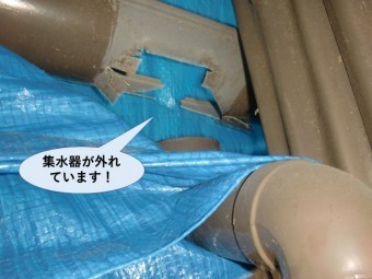 忠岡町の納屋の集水器が外れています