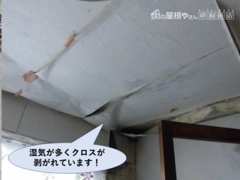 岸和田市の洗面所の湿気が多くクロスが剥がれています!