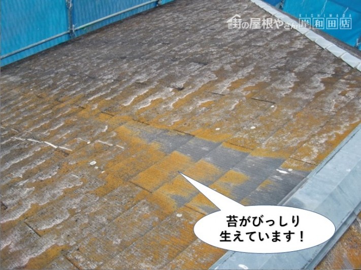 泉大津市の屋根に苔がびっしりと生えています