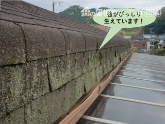 岸和田市のアスファルトシングルに苔がびっしり生えています