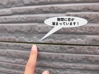 貝塚市の外壁継ぎ目の隙間に苔が溜まっています!