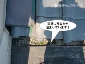 忠岡町の雨樋に苔などが溜まっています