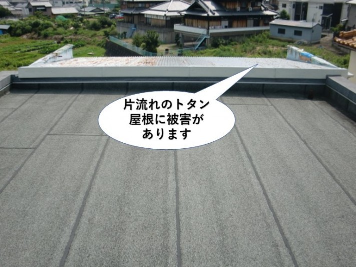 泉佐野市の片流れのトタン屋根に被害があります