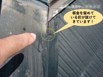 高石市の屋根の板金を留めている釘が抜けてきています