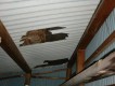 忠岡町の納屋の波型スレートが破損