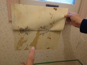 泉南市のトイレの壁に発生したカビた