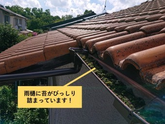 和泉市の雨樋に苔がびっしり詰まっています