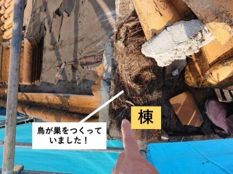 和泉市の棟に鳥が巣をつくっていました!