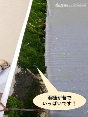 貝塚市の雨樋が苔でいっぱいです