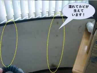 貝塚市のお部屋の壁に雨漏りでカビ発生