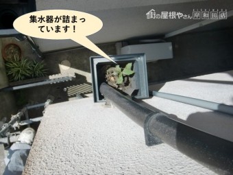 熊取町の集水器が詰まっています