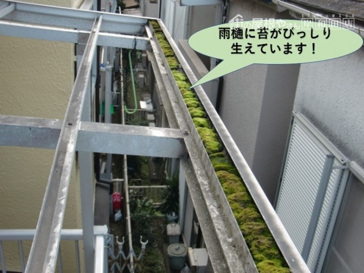 岸和田市のテラス屋根の雨樋に苔が詰まっています